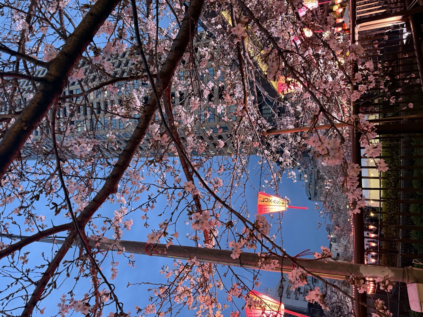 Kirschblüte am Abend, Laternenlicht